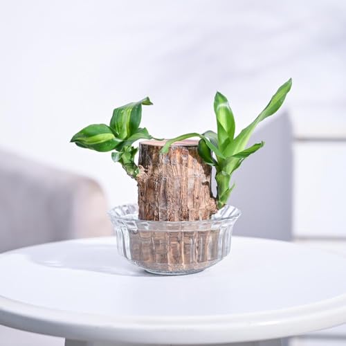 Yogabar High Protein Muesli 850 Gram | Fruits & Nut, 22 Gram Protein | Packed With Apple, Almonds, & Super Seeds | Best High Protein Breakfast Cereal For Energy & Nutrition